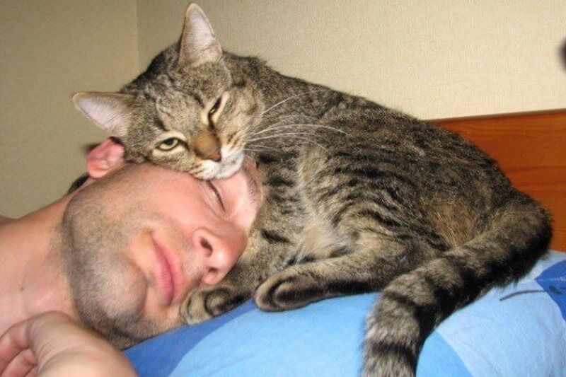 15 признаков того, что кошка признается человеку в любви 15 признаков того, что кошка признается человеку в любви