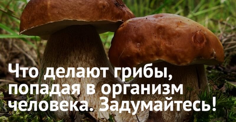 Что делают грибы. Грибы в человеческом организме. Грибы в организме человека симптомы. Грибы растут в организме человека. Гриб разрушающий организм человека.