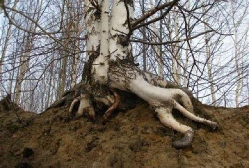 Черновик