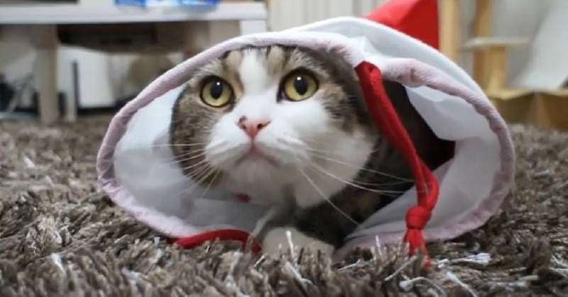Черновик