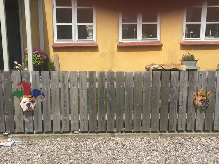 Bulldog Funny Painted Fence