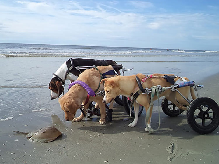 Disabled Dogs Can't Figure Out A Horseshoe Crab