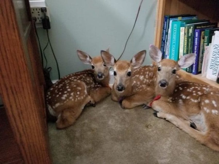Woman Leaves Back Door Open During Storm And Finds 3 Baby Deer In HerLiving Room
