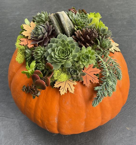 3 Ways to Combine Pumpkins with Succulents for Unusual Fall Decorations