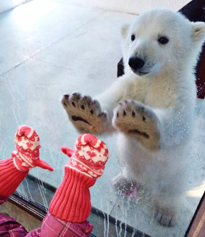 17 Pictures of Bears That Do Things So Unusual You’d Think They&#8217;re Human