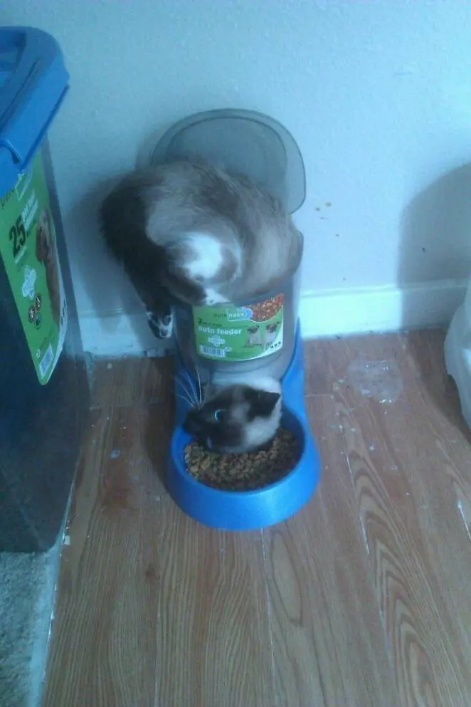 23 Cats Whose Behavior Defies the Laws of Logic