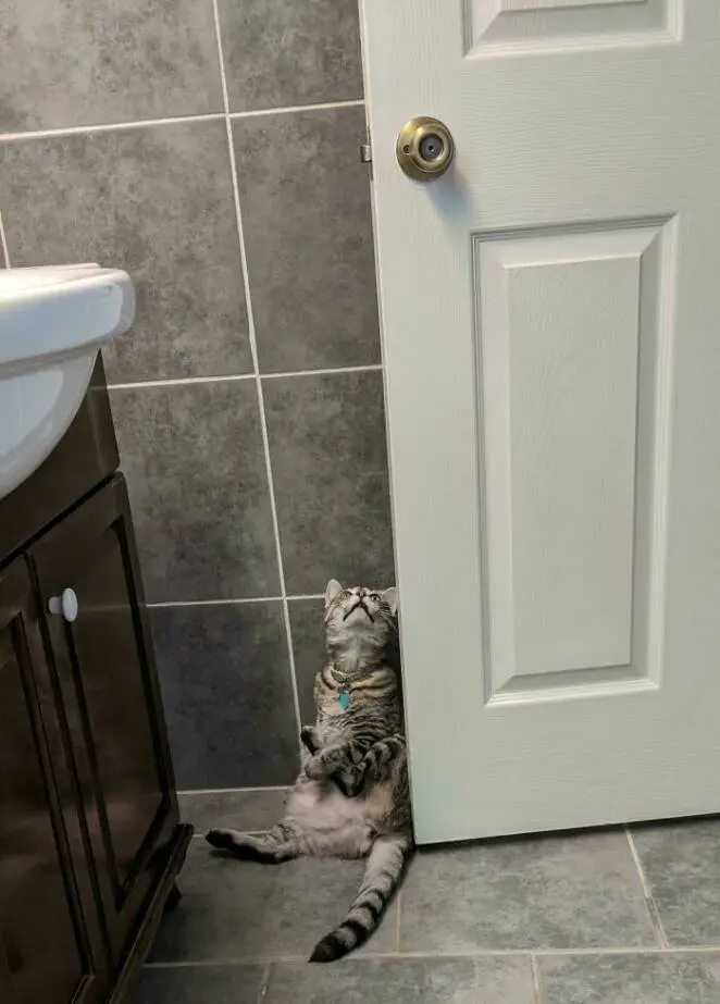 23 Cats Whose Behavior Defies the Laws of Logic