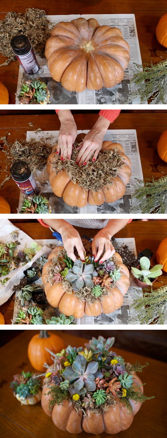 3 Ways to Combine Pumpkins with Succulents for Unusual Fall Decorations