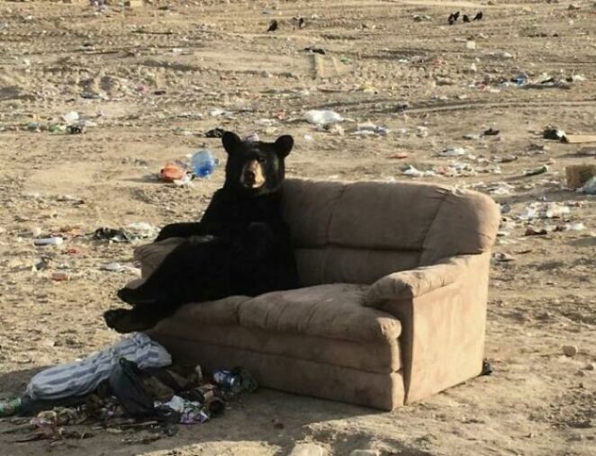 17 Pictures of Bears That Do Things So Unusual You’d Think They&#8217;re Human