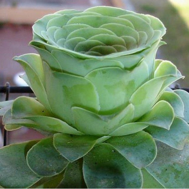 Charming Succulents That Look like Roses. Looking Gorgeous All Year Long!