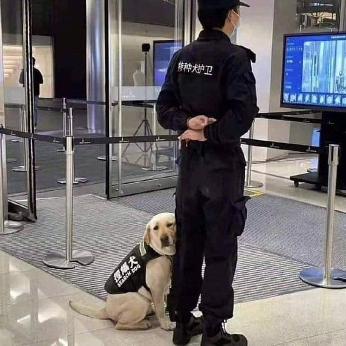 Dog - 特种犬护卫 SEARCH DOG