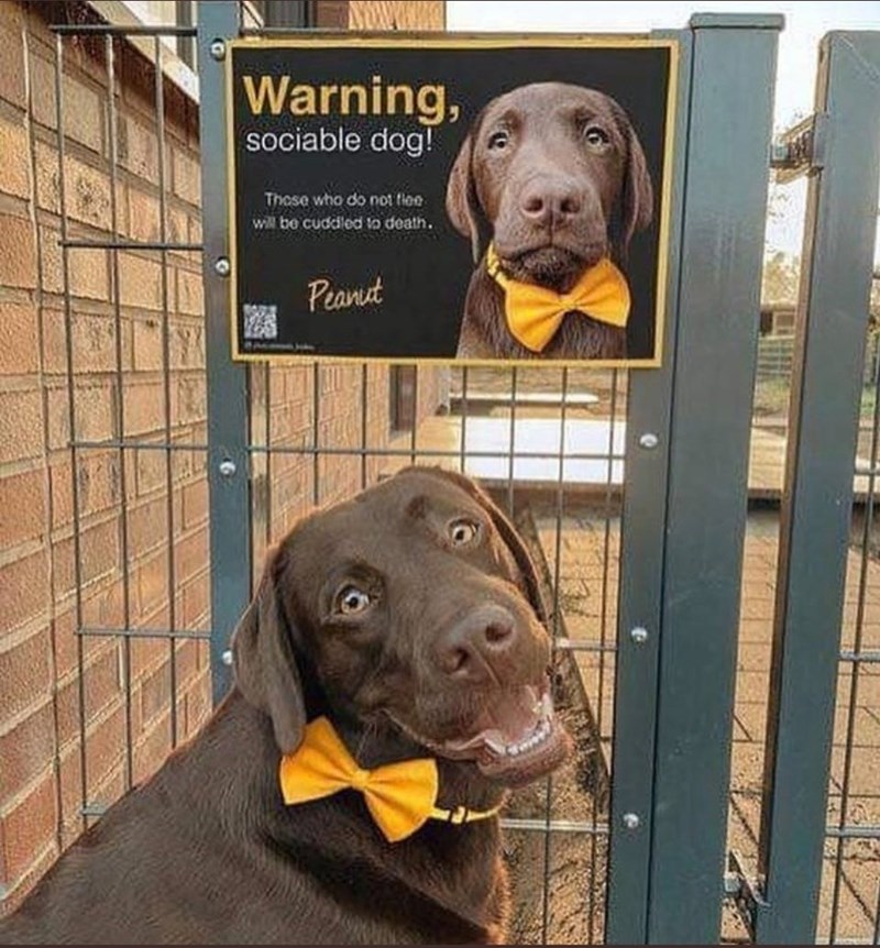 Dog - Warning, sociable dog! Those who do not tle will be cuddled lo death. Peanut