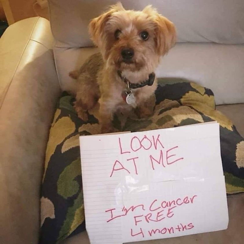 Dog - LOOK AT ME I' m Cancer FREE 4 months