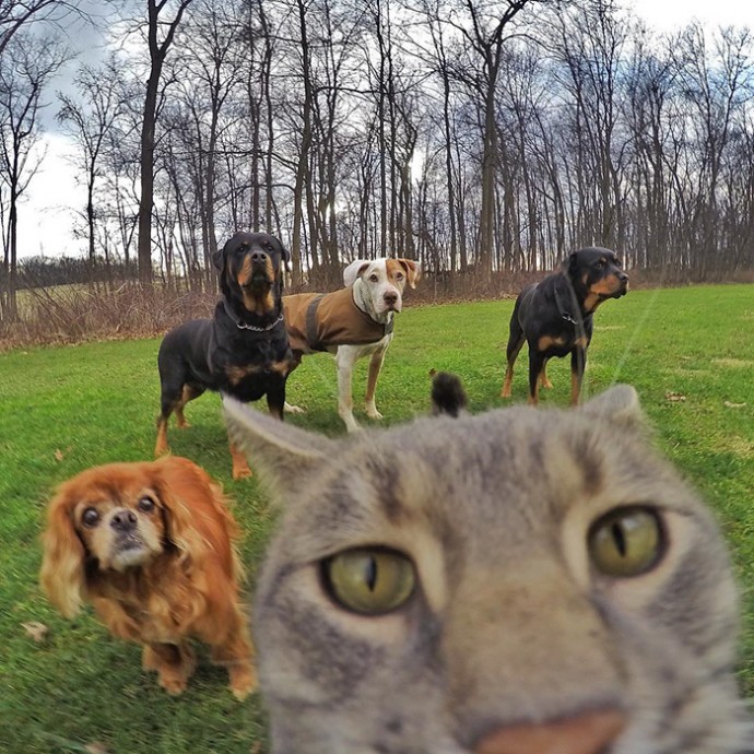 Meet Manny, The Cat Who Takes Better Selfies Than You