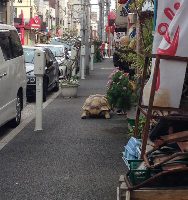 The Most Patient Pet In The World. Owner Walks His Huge Tortoise On The Streets Of Tokio