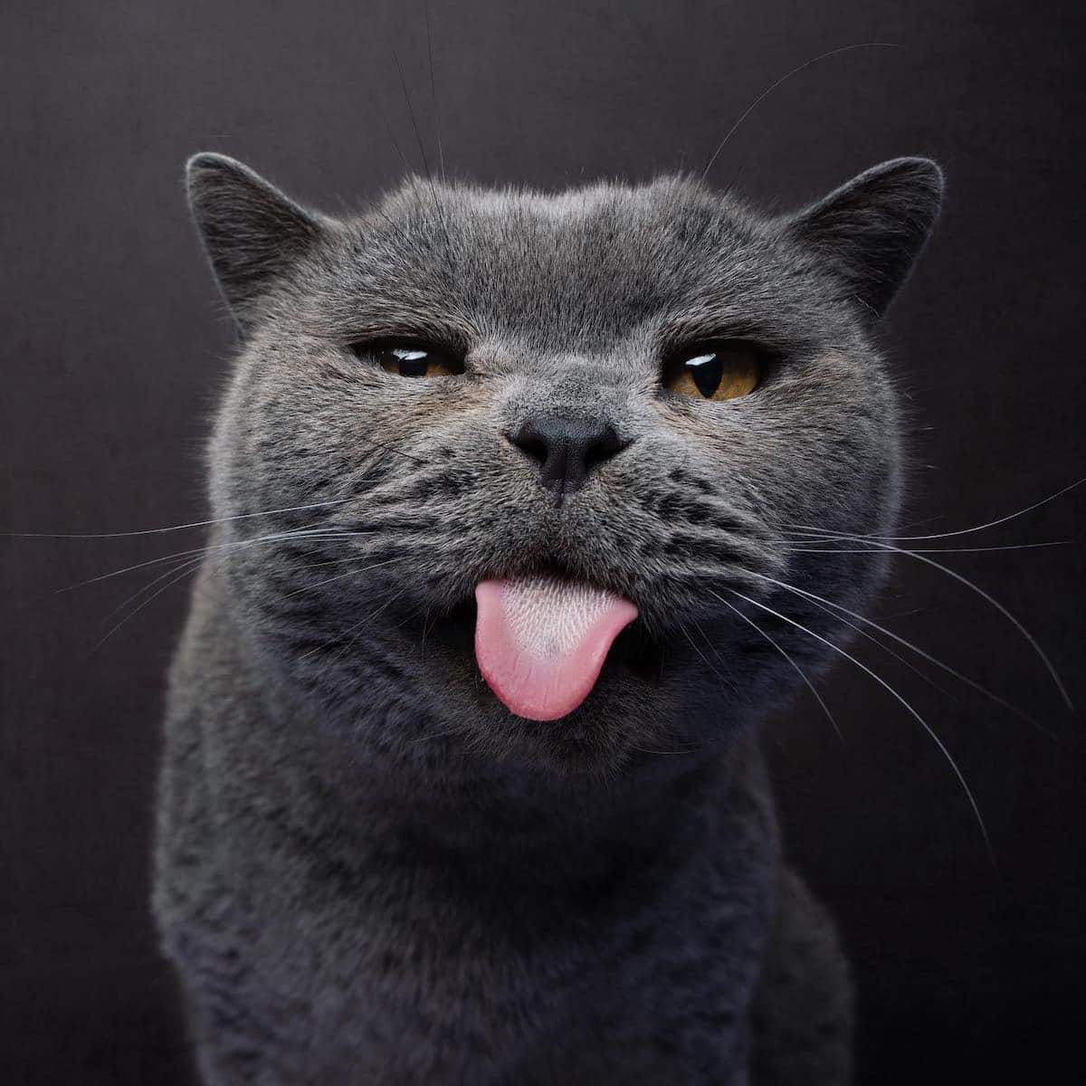 Funny Cat Photography by Nils Jacobi