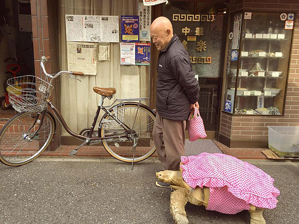 The Most Patient Pet In The World. Owner Walks His Huge Tortoise On The Streets Of Tokio