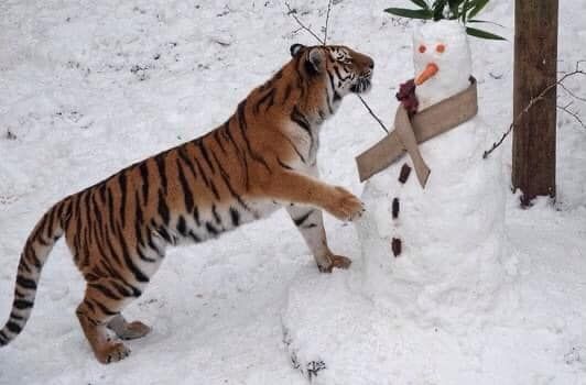 15 Situations When Animals Meet a Snowman. They Are Even Happier than Kids!