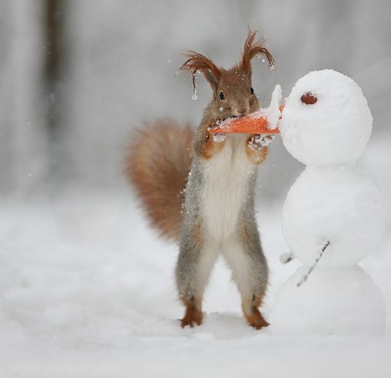 15 Situations When Animals Meet a Snowman. They Are Even Happier than Kids!