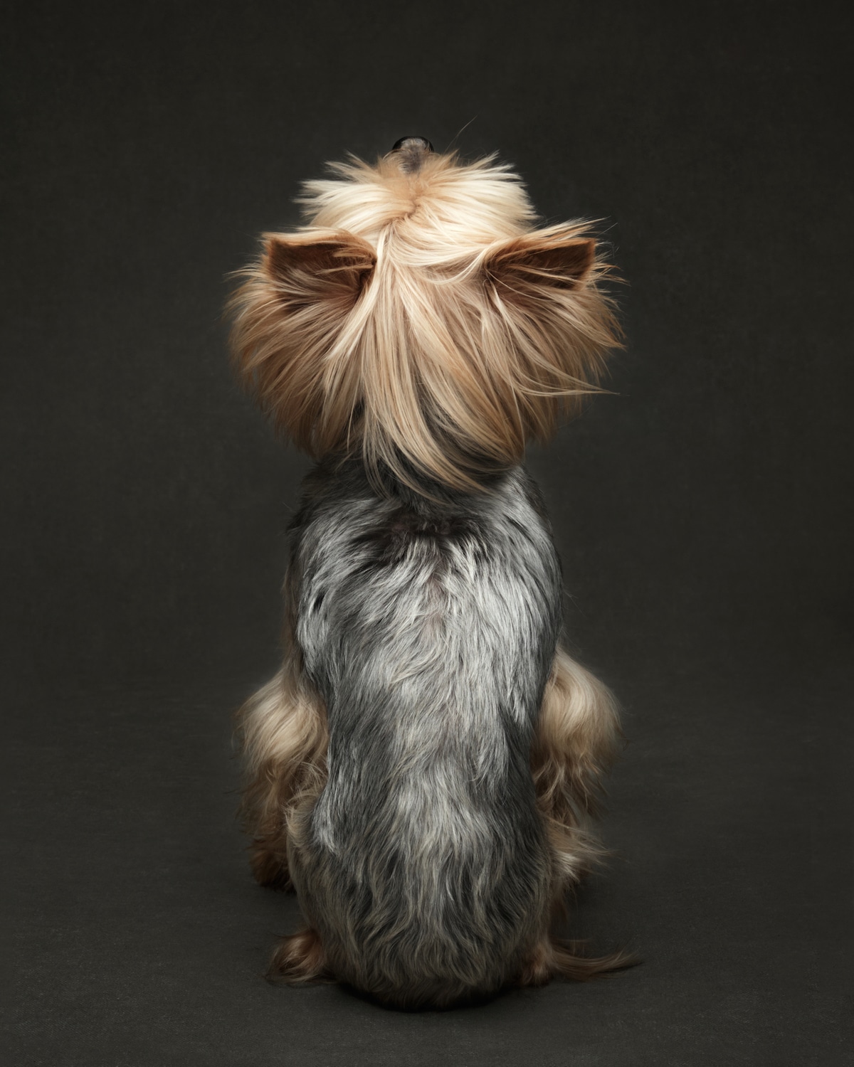 Terrier Dog Portrait