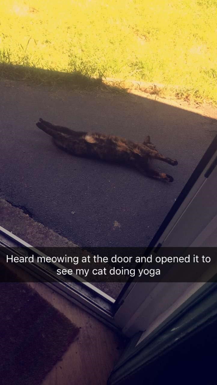 Light - Heard meowing at the door and opened it to see my cat doing yoga