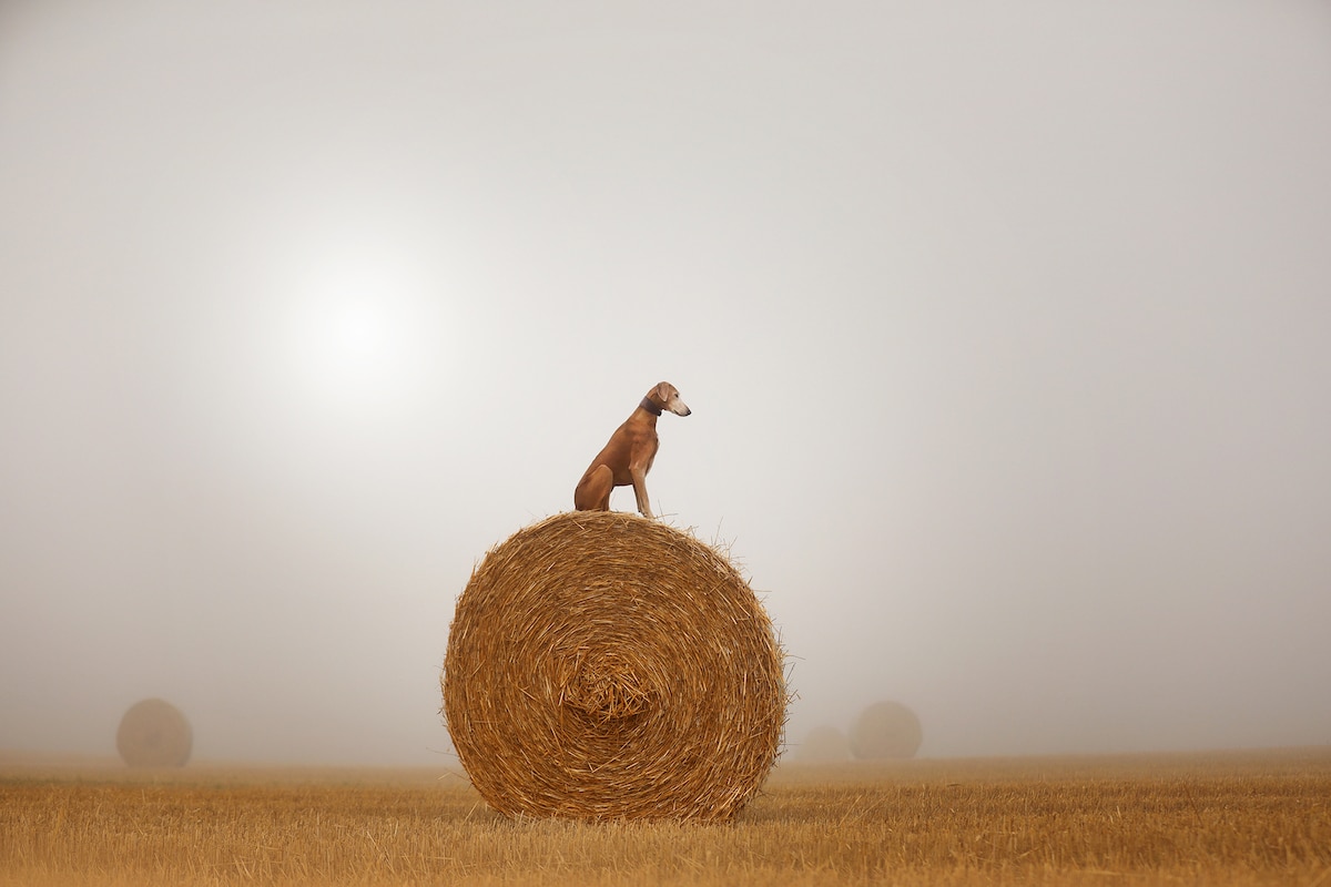 Dog Sitting on Bale of Hay