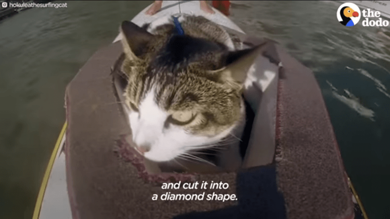 Cat - hokuleathesurfingcat and cut it into a diamond shape. the dodo
