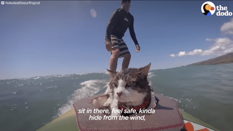 Water - hokuleathesurfingcat sit in there, feel safe, kinda hide from the wind, the dodo