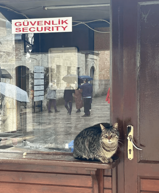 Cat - GÜVENLİK SECURITY