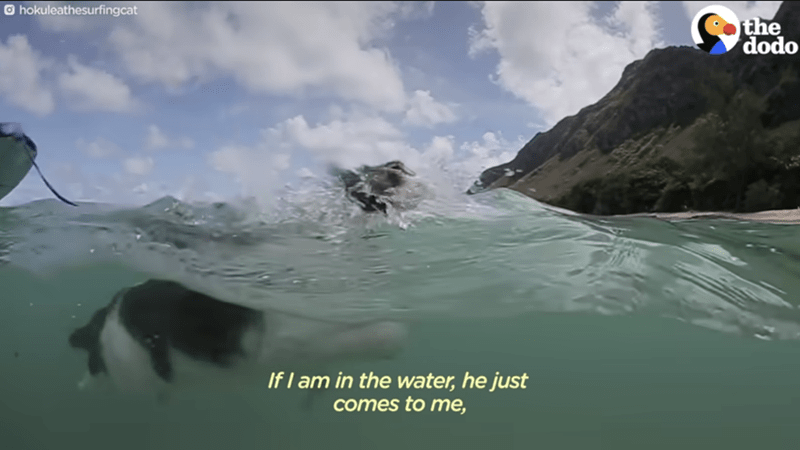 Water - Ohokuleathesurfingcat If I am in the water, he just comes to me, the dodo