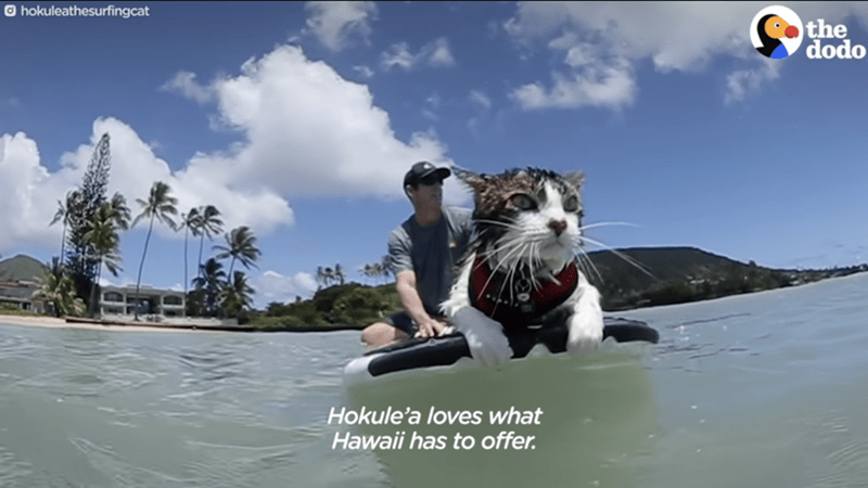 Cloud - Ohokuleathesurfingcat Hokule'a loves what Hawaii has to offer. the dodo