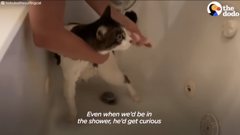 Cat - hokuleathesurfingcat Even when we'd be in the shower, he'd get curious the dodo
