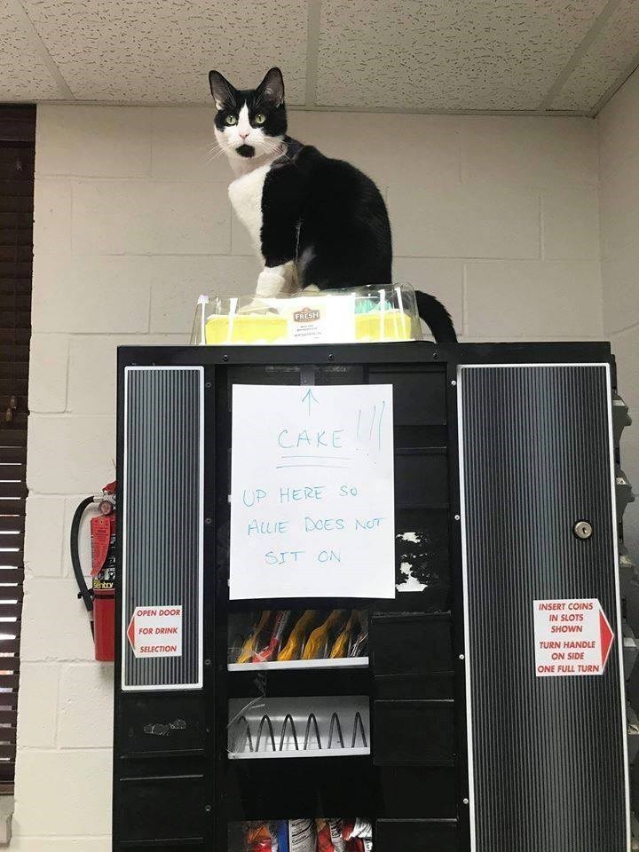 Cat - Sentry OPEN DOOR FOR DRINK SELECTION FRESH CAKE !! UP HERE So ALLIE DOES NOT SIT ON ΆΛΛΛΑΝ AUS DE INSERT COINS IN SLOTS SHOWN TURN HANDLE ON SIDE ONE FULL TURN