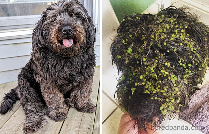 This puffy girl decided to get muddy and go green