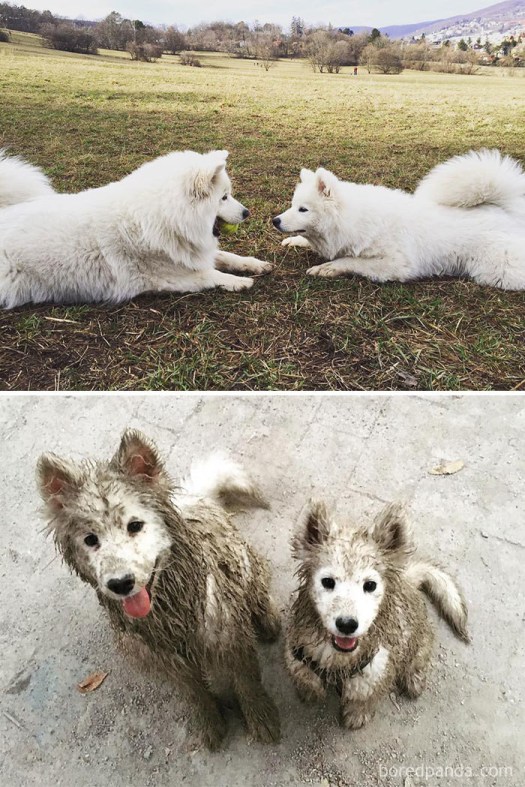 Now two puppies somehow got everything but their face muddy