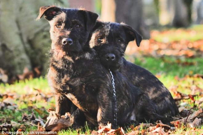 terrier-and-rottweiler-3