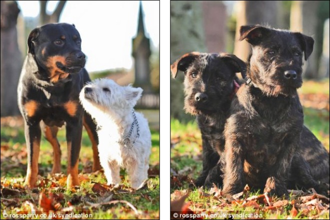 terrier-and-rottweiler-4