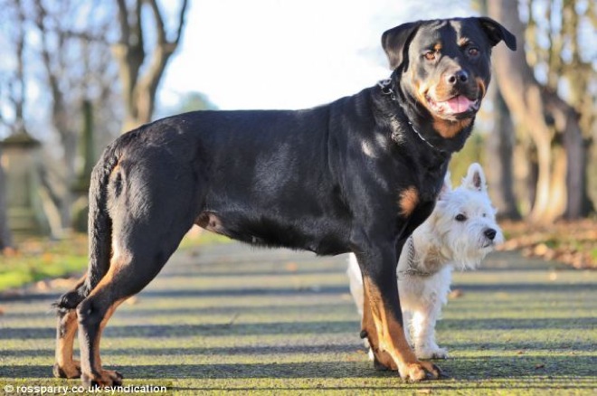 terrier-and-rottweiler-7