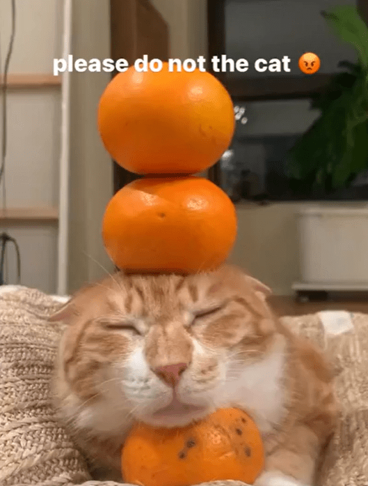 Cat - please do not the cat
